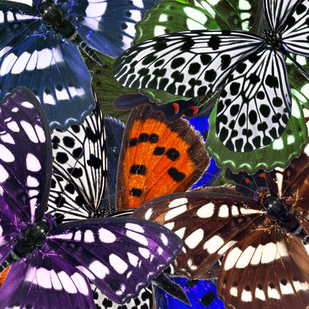 istock Compilation of Lacewing butterfly in a beautiful background texture 1150423237