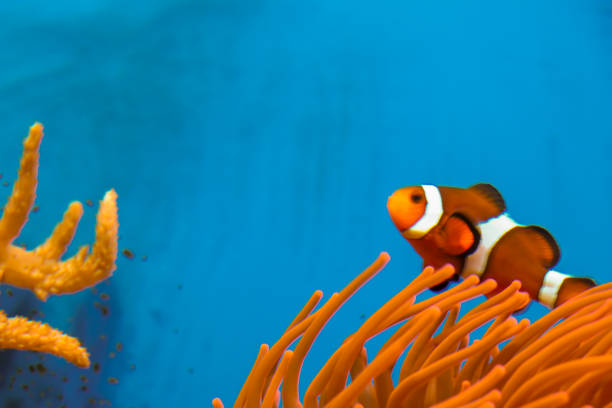istock Coral in the ocean 1150423285