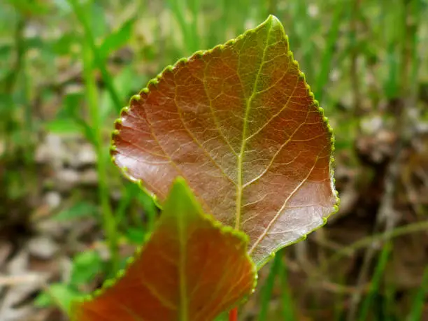 closeup of beautiful fresh green, red and brown young waxy leaves of cotton wood tree in the spring with veins. blurry background. outdoors, nature and fresh air concept. populus deltoides.