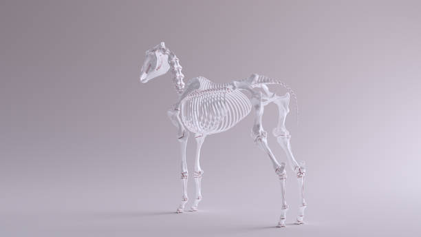istock Horse Skeletal System Anatomical Model 3 Quarter Rear Left View 1150426556