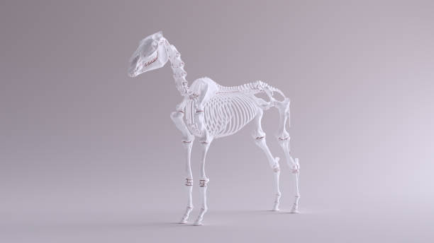 Horse Skeletal System Anatomical Model 3 Quarter Front Right View