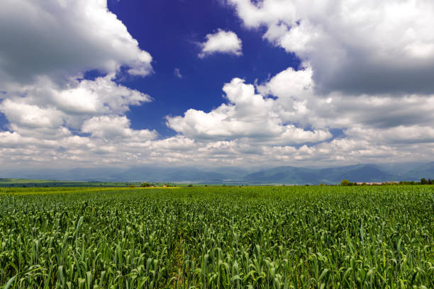 istock Field with green wheat sprouts 1150426660