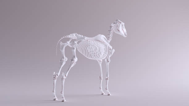 istock Horse Skeletal System Anatomical Model 3 Quarter Rear Right View 1150426741