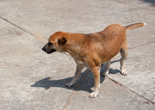 istock vagrant dog Native Asian species 1150426785