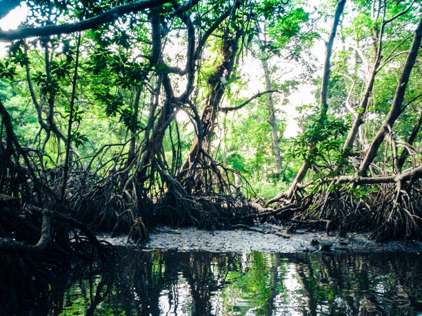 istock Mangroves in Bentota river in Sri Lanka 1150426805
