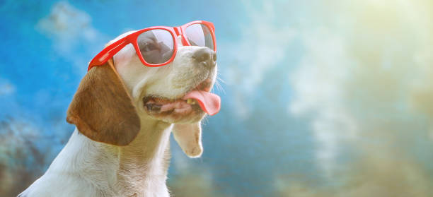 Happy dog lying on grass and feels warm with sunglasses and lemonade, thermometer stock photo