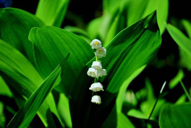 istock Blooming lily of the valley on a blurred background. 1150428664