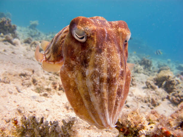 Portrait of a Cuttlefish (Sepia) swimming in clear blue water. stock photo