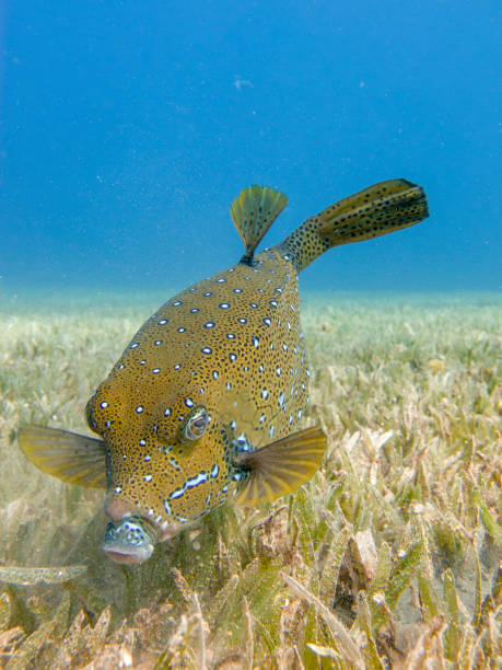 Yellow Boxfish searching for food on the seagrass in Dahab, Egypt stock photo