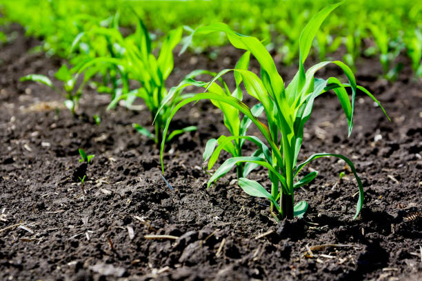 istock Closeup of green corn sprouts 1150429541