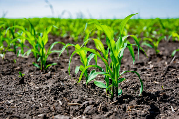 istock Closeup of green corn sprouts 1150429546