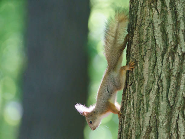 istock Cheerful mischievous little squirrel in a city park on a sunny spring day. 1150429554