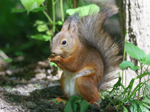 istock Funny squirrel holds a nut in its paws. 1150429557