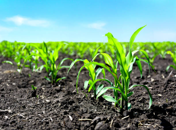 istock Closeup of green corn sprouts 1150429634