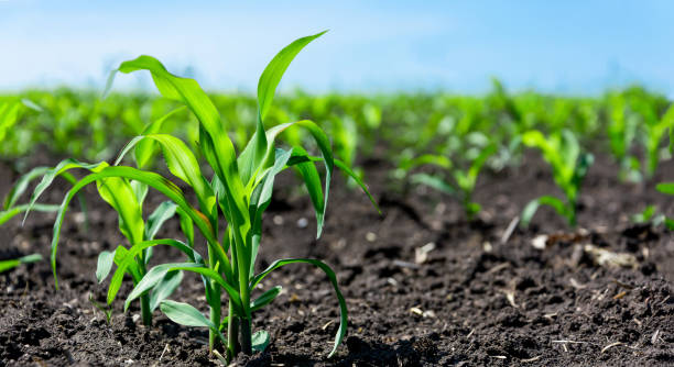 istock Closeup of green corn sprouts 1150429644