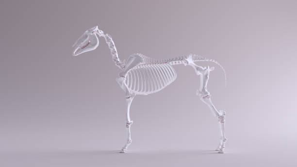 istock Horse Skeletal System Anatomical Model Left View 1150429696