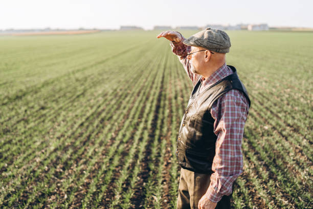 istock Adult farmer checking plants on his farm. 1150429838