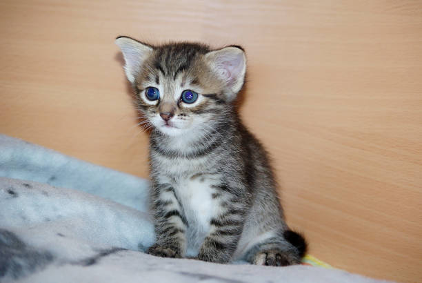 istock Small eared kitten sitting on the bed 1150430663