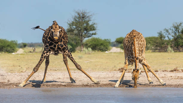 istock Two Giraffes drinking at a waterhole. 1150431812