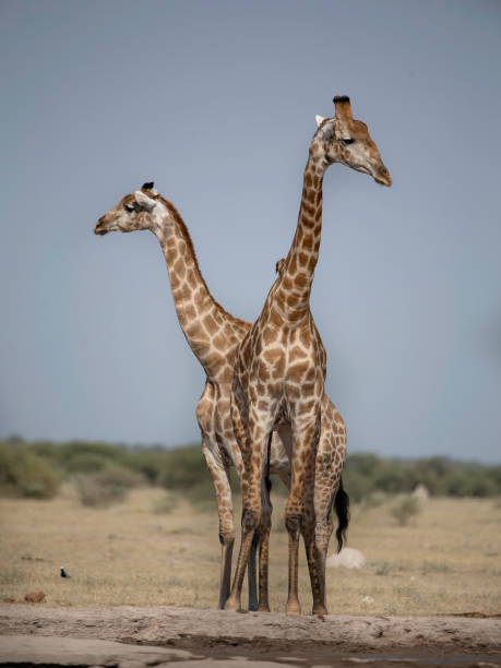 Two Giraffes standing at a waterhole Giraffes are non territorial, social animals and travel together in unstable herds. two heads are better than one stock pictures, royalty-free photos & images