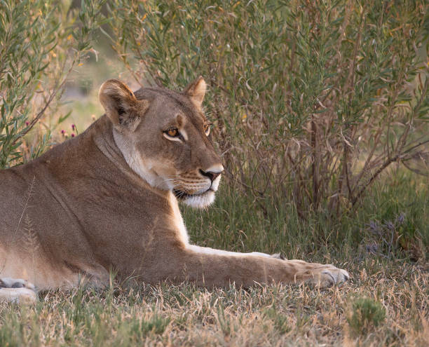 istock A  portrait of a lioness lying down , resting 1150432240