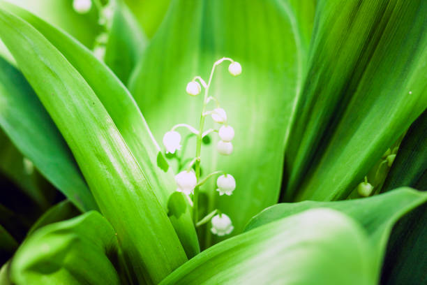 istock leaves texture background, plants in a garden 1150433387