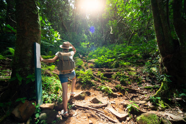 in the jungle back view woman hiking in tropical rainforest sunlight hot humid mahe island stock pictures, royalty-free photos & images