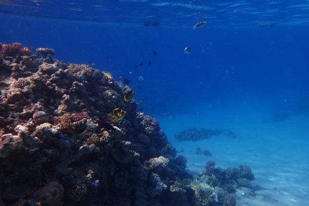 istock coral reef in egypt as ocean background 1150433985