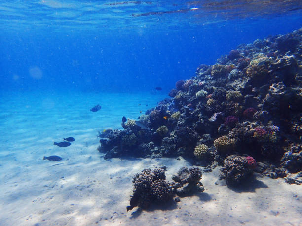istock coral reef in egypt as ocean background 1150434029