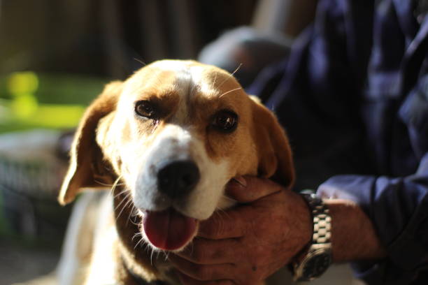 istock The little dog 1150434947
