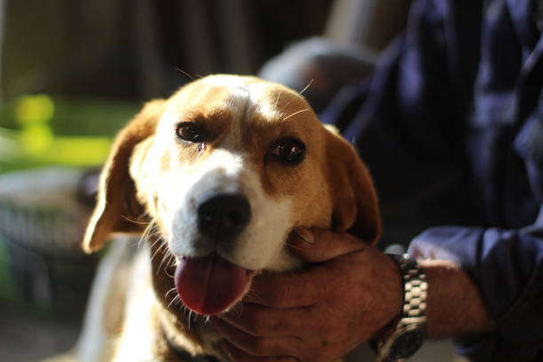 istock The little dog 1150434971