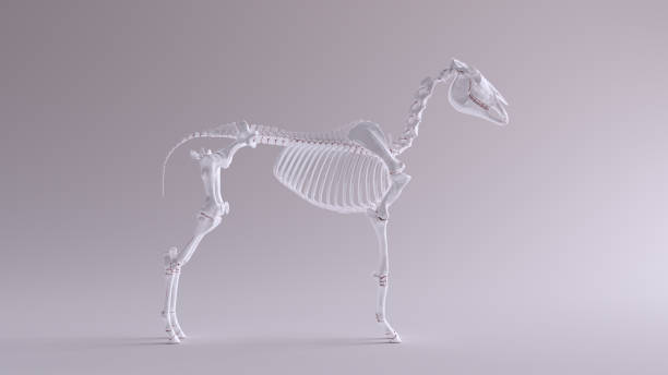 istock Horse Skeletal System Anatomical Model Right View 1150435237