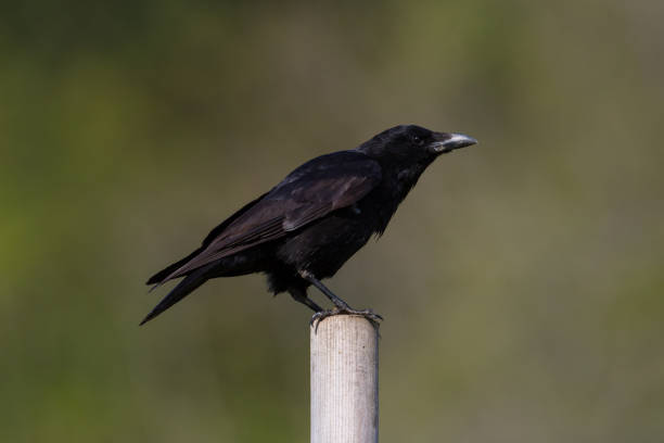 istock isolated carrion crow (corvus corone) standing on stake 1150438057