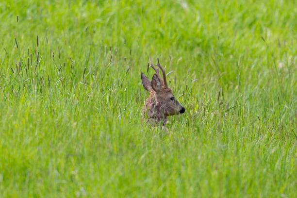 istock male roe deer buck (capreolus capreolus) lying in meadow 1150438075