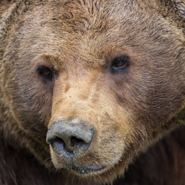 istock close-up portrait brown bear (Ursus arctos) head 1150438328