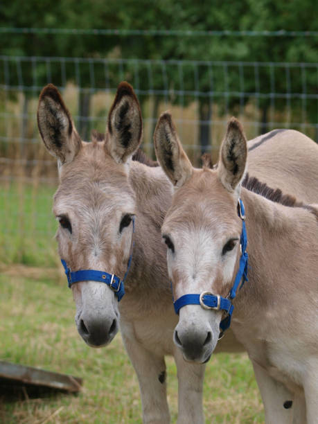 Two Donkies A paif of donkeys stood next to each other in halters. stubborn animal stock pictures, royalty-free photos & images