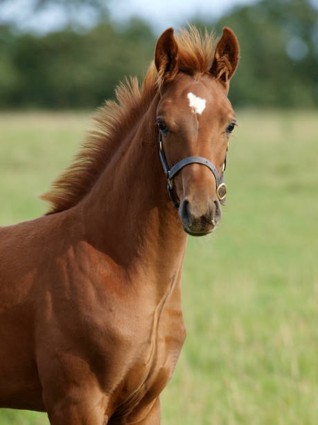 Pretty Foal A head shot of a pretty chestnut foal. filly stock pictures, royalty-free photos & images