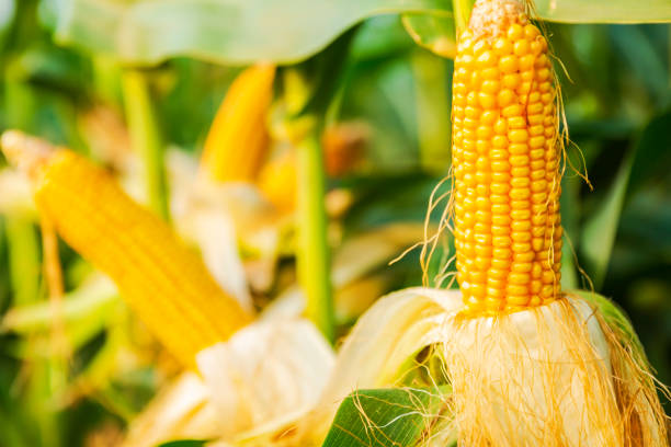 corn,plant,agriculturecorn,plant,agriculture