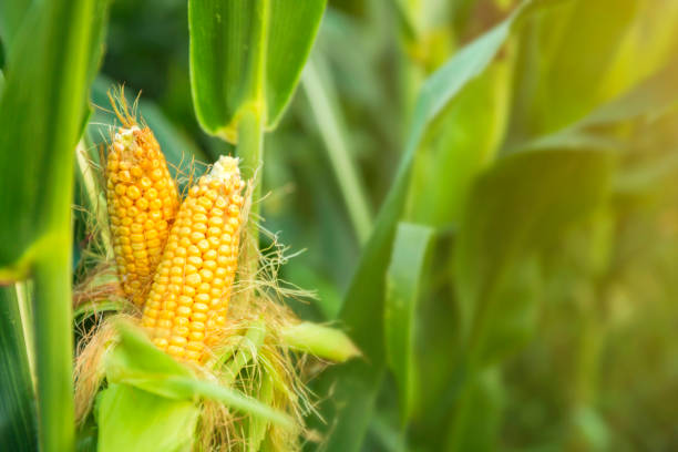 l’usine de maïs dans le domaine - corn crop corn photos photos et images de collection