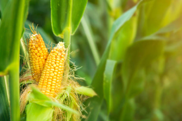 istock The corn plant in the field 1150439623