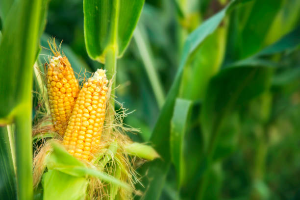 the corn plant in the field - vegetable green close up agriculture imagens e fotografias de stock