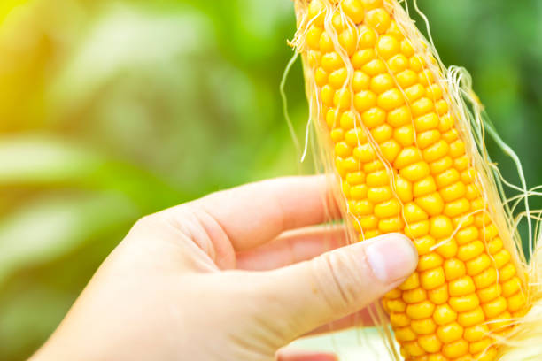 istock Farmer holding corn plant in the field 1150439732