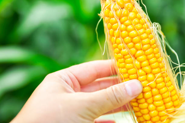 istock Farmer holding corn plant in the field 1150439776