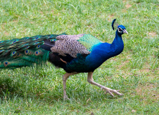 istock Beautiful peacock showing off his tail 1150440073