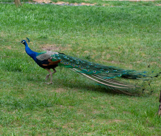 istock Beautiful peacock showing off his tail 1150440101