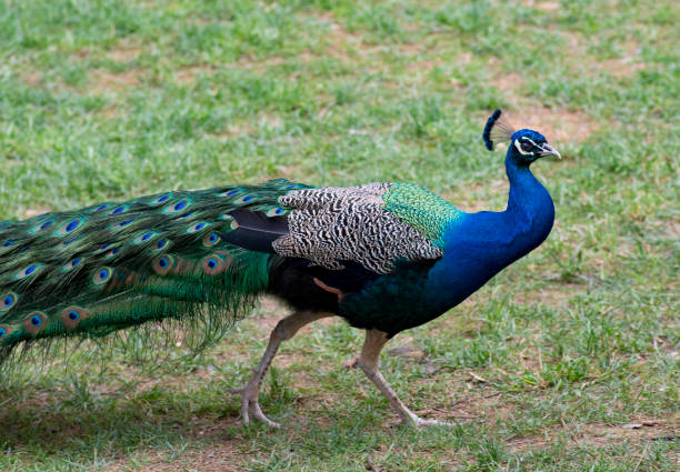 istock Beautiful peacock showing off his tail 1150440121