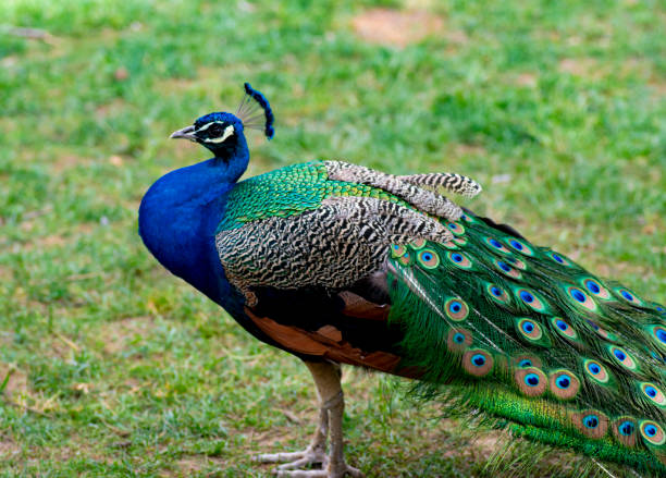istock Beautiful peacock showing off his tail 1150440820