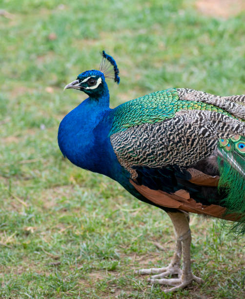 istock Beautiful peacock showing off his tail 1150440824
