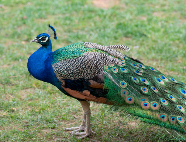 istock Beautiful peacock showing off his tail 1150440832