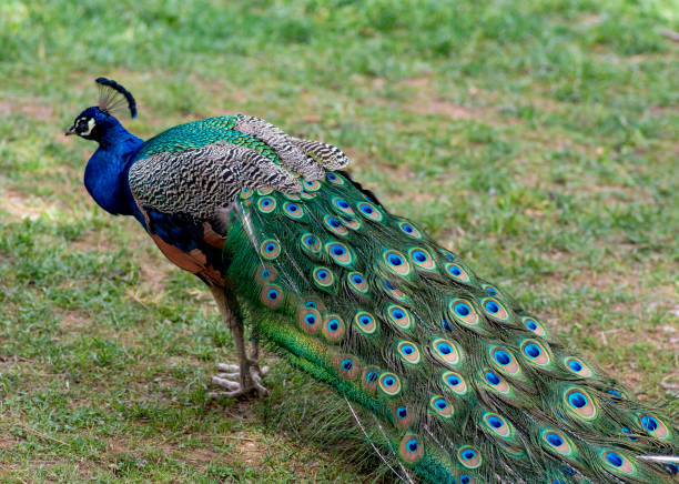 istock Beautiful peacock showing off his tail 1150440851